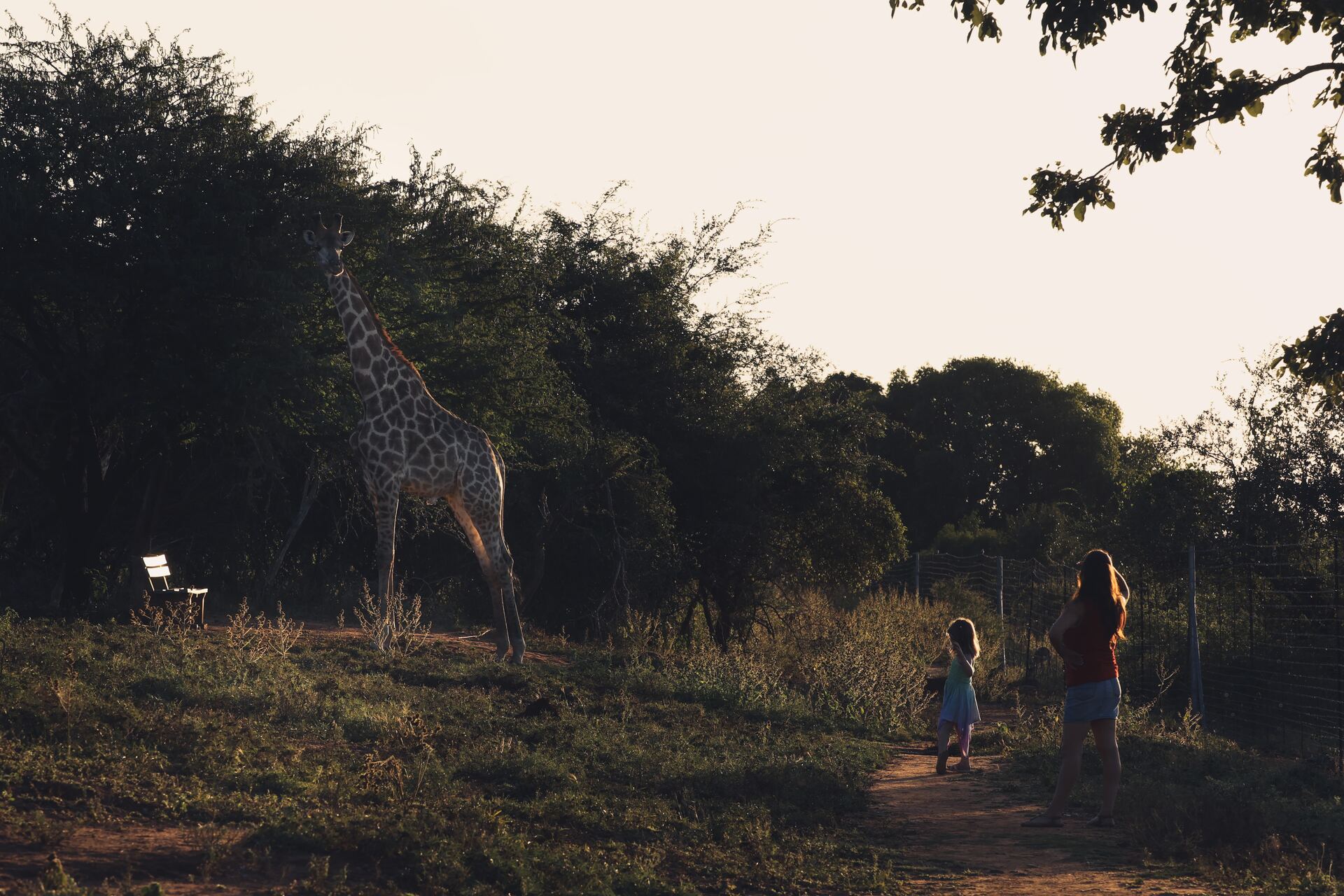 Family watching a giraffe at Kruger Umoya