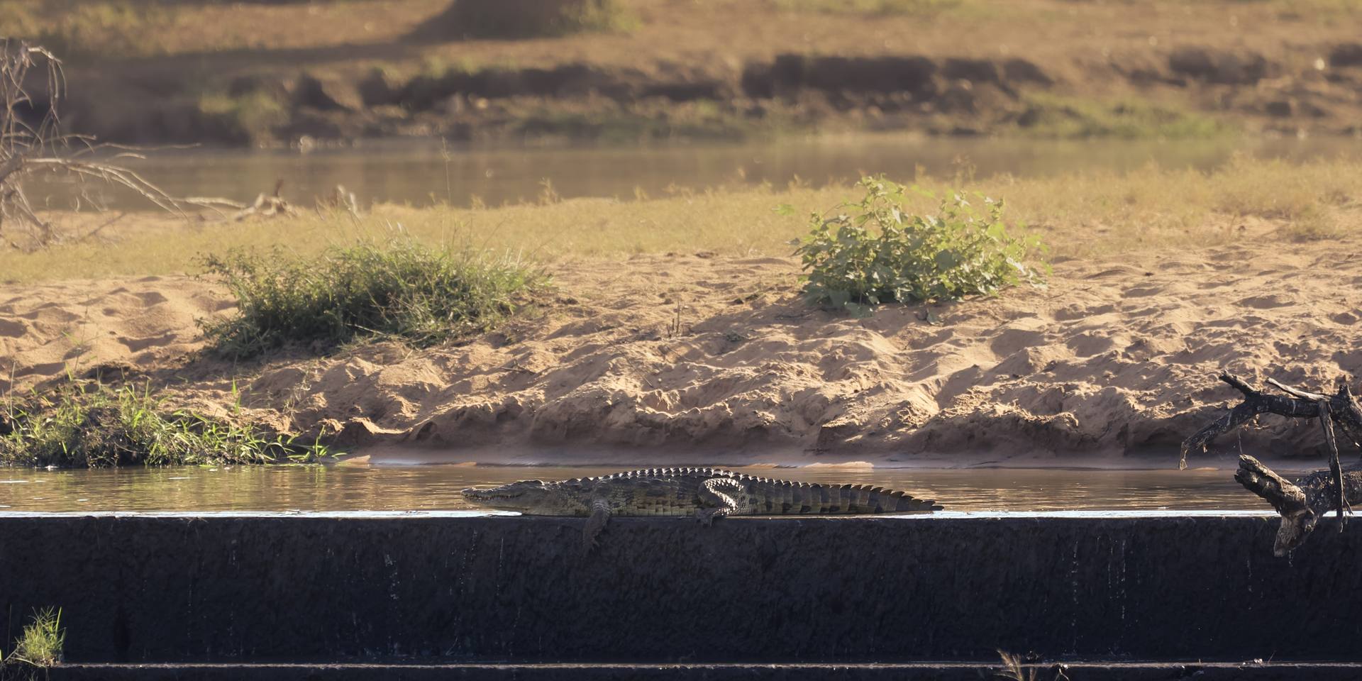 Crocodile in the Crocodile River