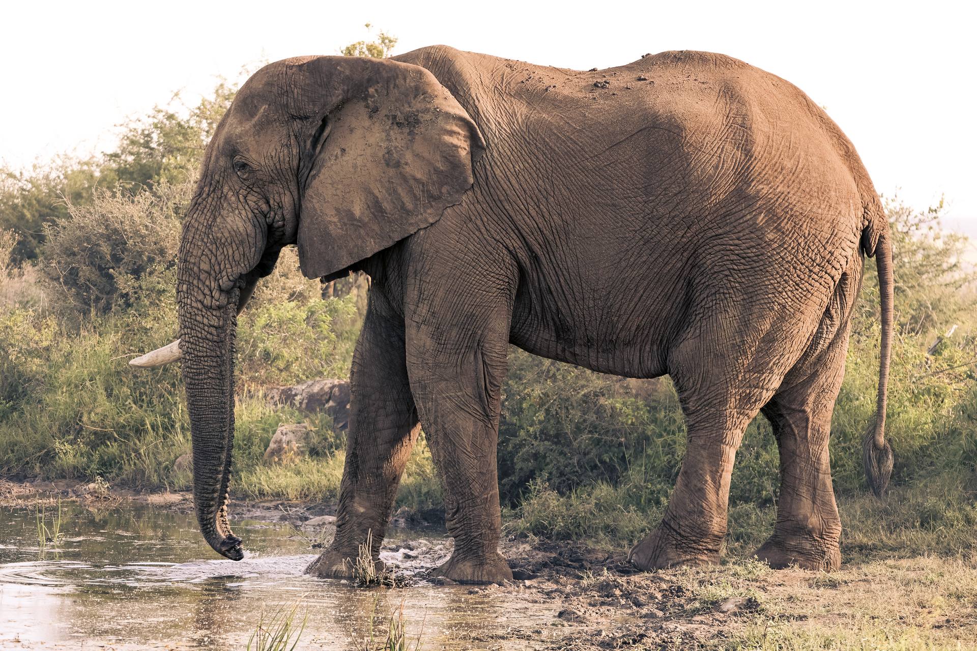 Elephant drinking from the river near Kruger Umoya