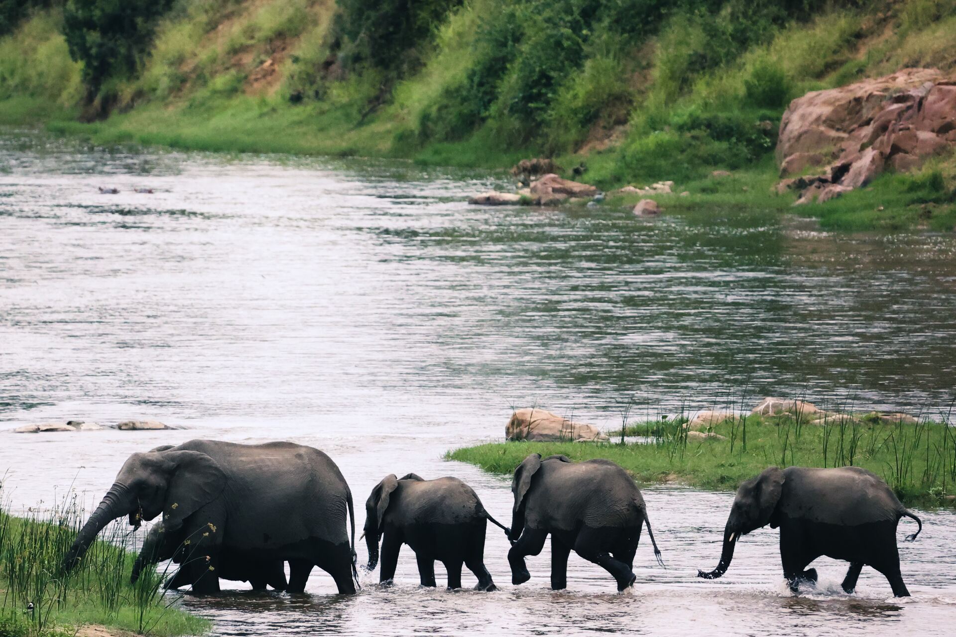 Elephants crossing the Crocodile River