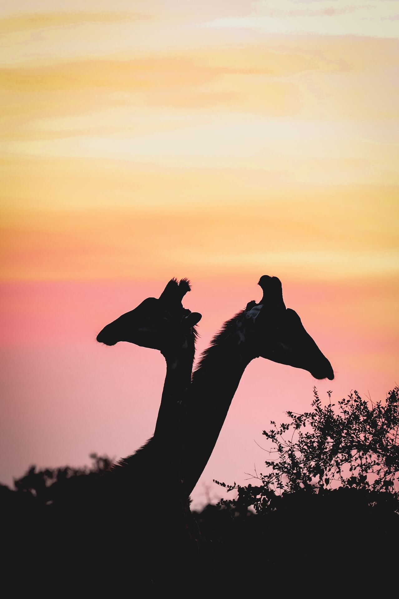 Giraffes at sunset near Kruger Umoya