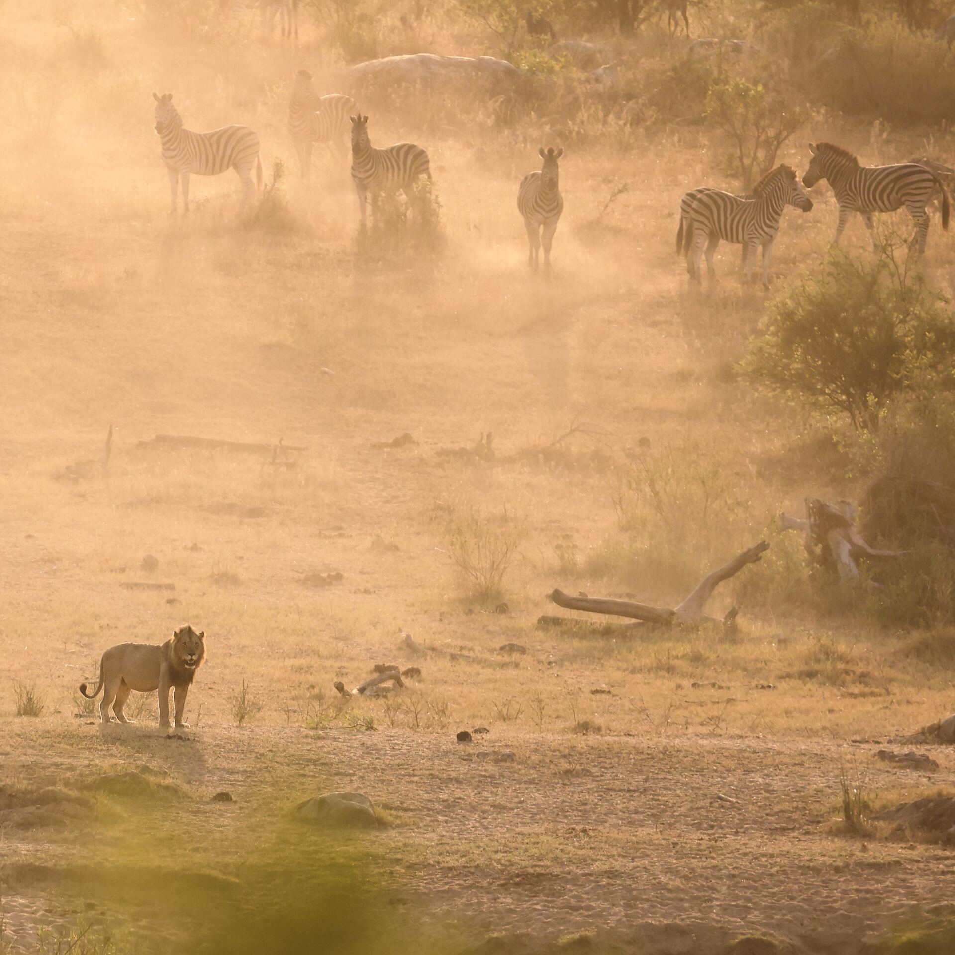 Lion and zebras at dusk near Kruger Umoya